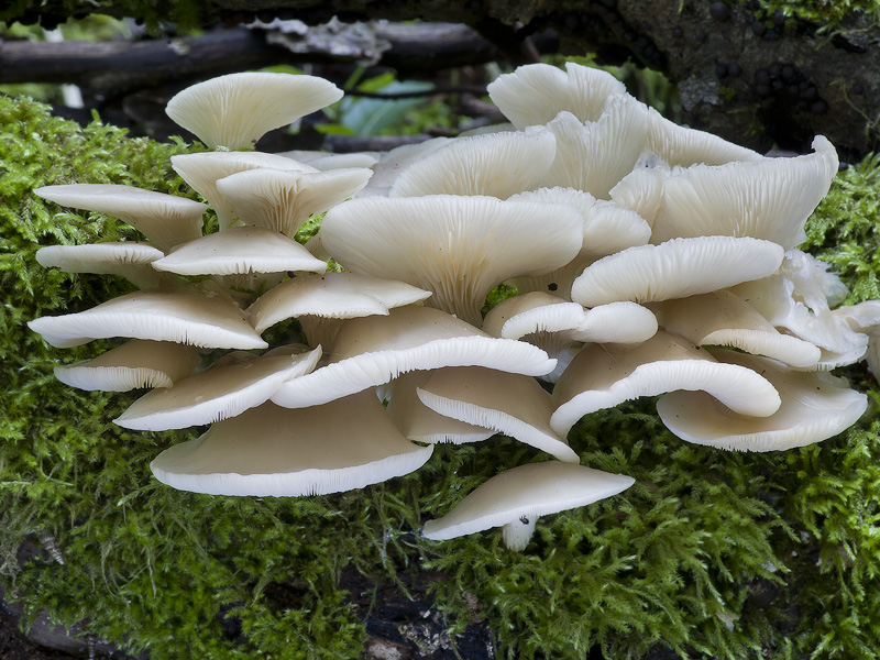 Pleurotus pulmonarius